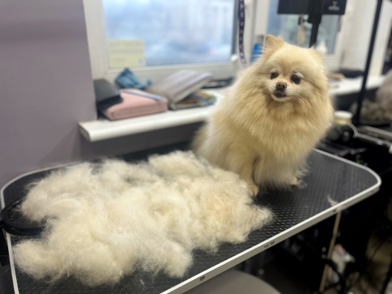 Вичесане підшерстя кремового шпіца займає більшу частину грумерського стола