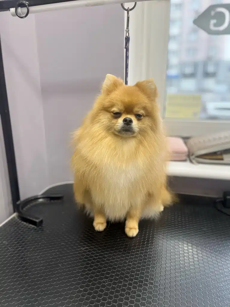 Рудий шпіц сидить рівненько, хоч очі вже злипаються