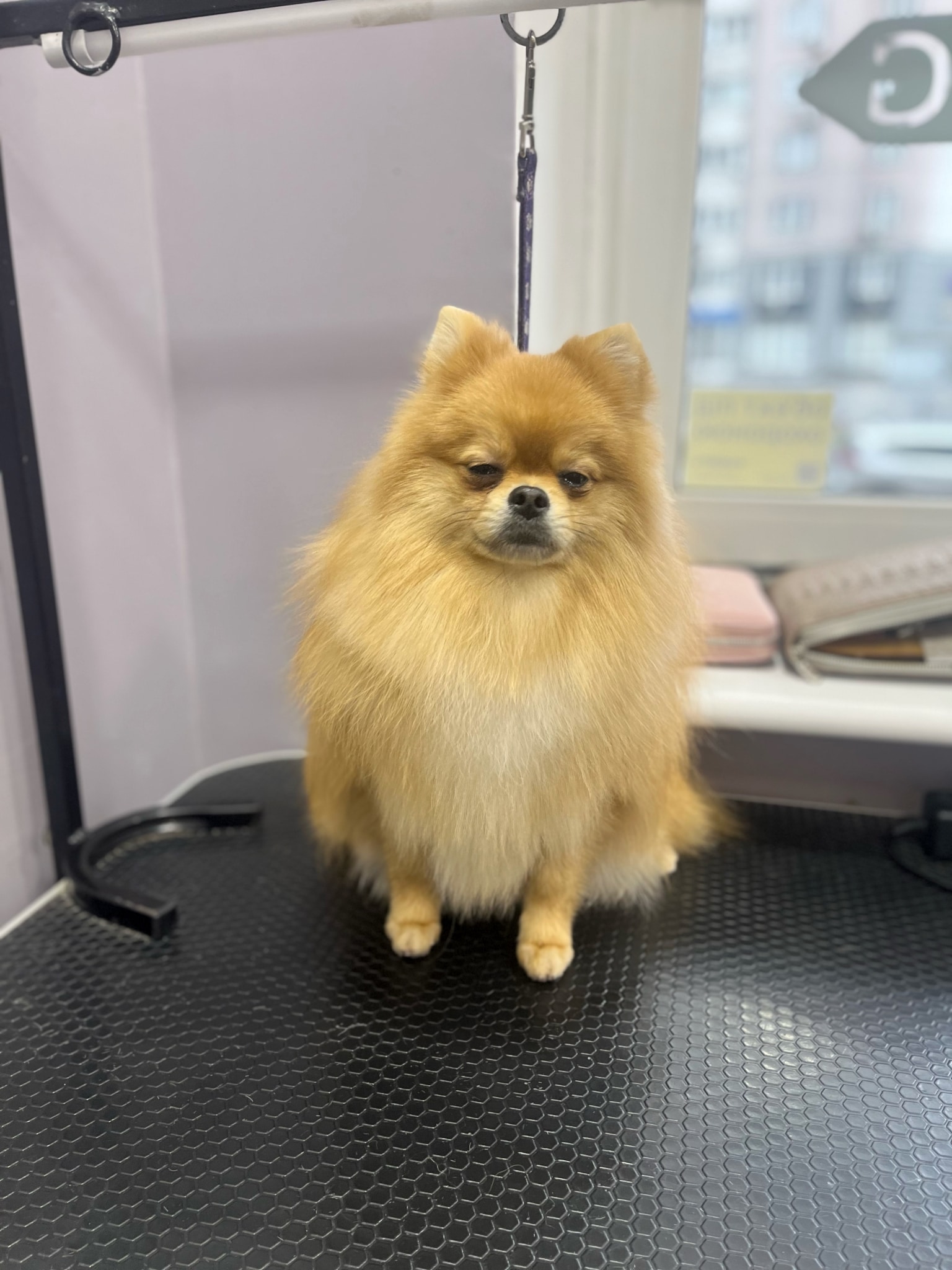 Рудий шпіц сидить рівненько, хоч очі вже злипаються