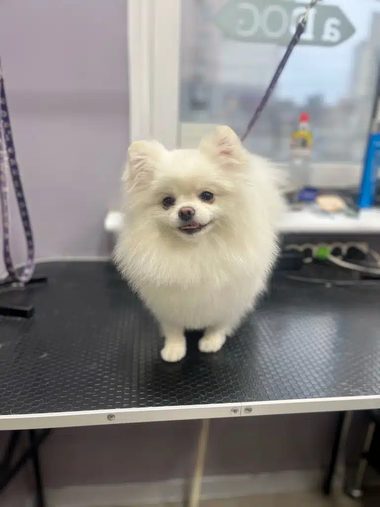 Білий шпіц натягнув фіолетову ринговку, стоячи спиною до вікна