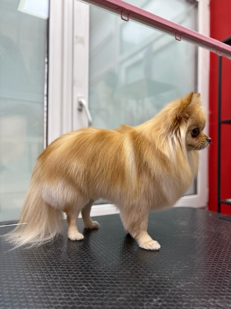 Рудий шпіц має темніші смужки шерсті по всій спинці, що надають йому шарму