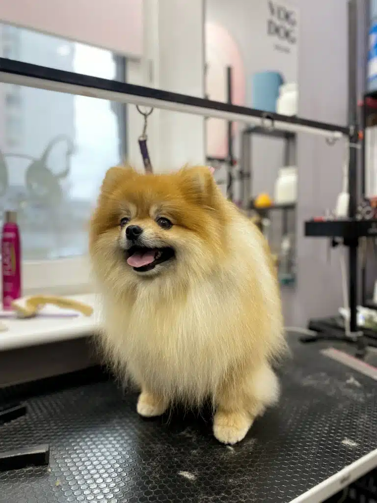 Рудий шпіц з непідстриженою шерстю на грудці в очікуванні перевтілення