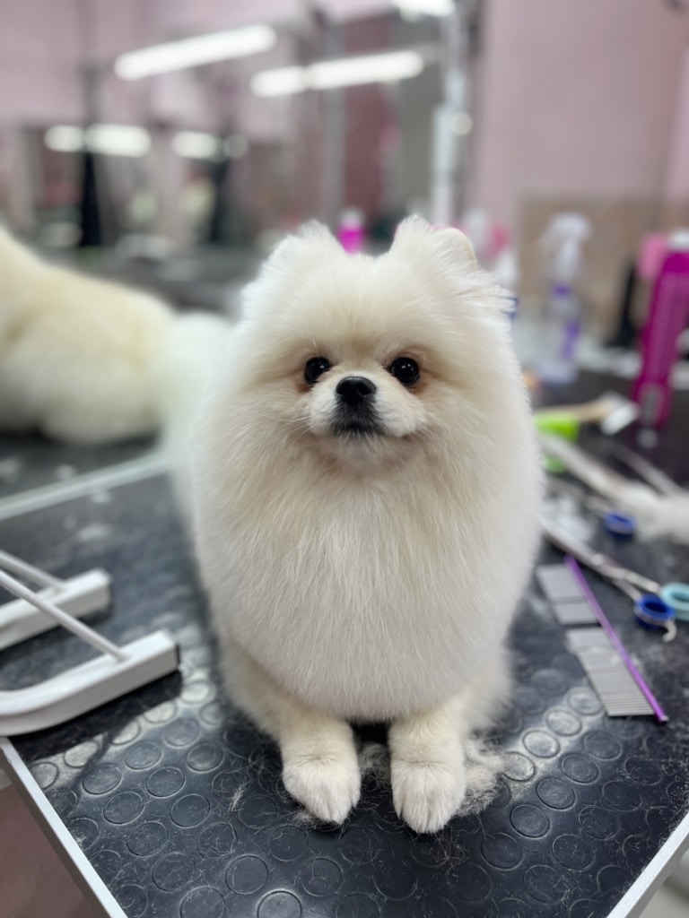 Білий шпіц приліг поруч з грумерськими інструментами та засобами