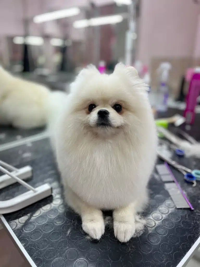 Білий шпіц приліг поруч з грумерськими інструментами та засобами