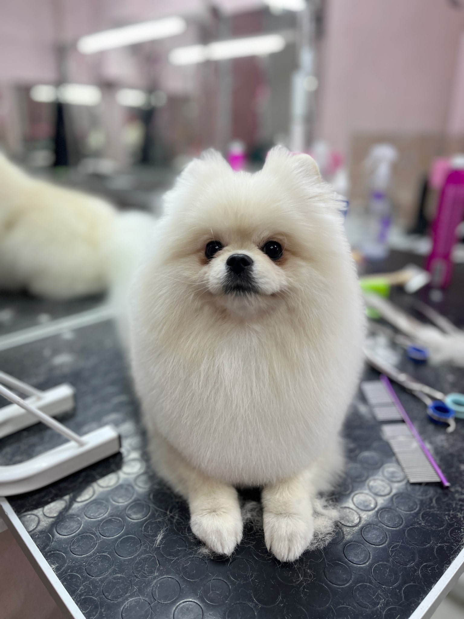 Білий шпіц приліг поруч з грумерськими інструментами та засобами