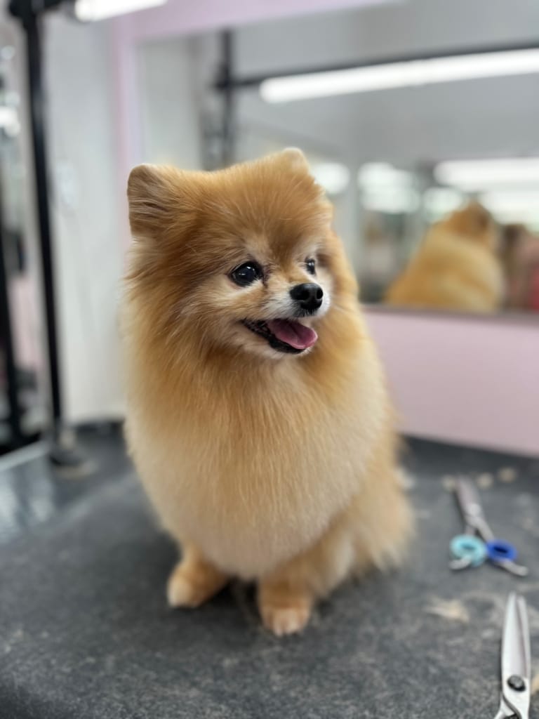 Рудий шпіц сидить на грумерському столі поруч з двома різними ножицями