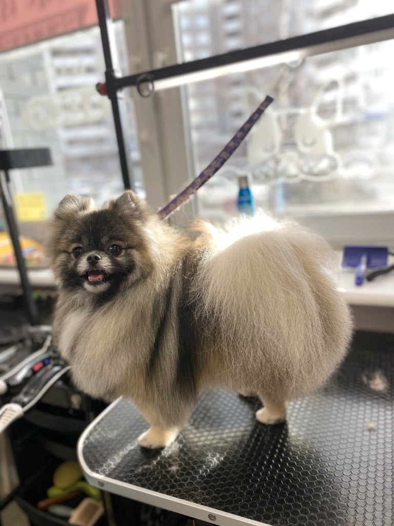 Сіро-білий шпіц на фіолетовій ринговці ловить спиною сонечко