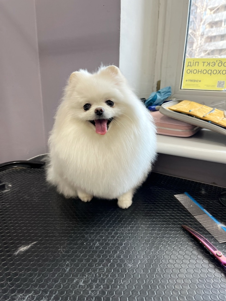 Білий шпіц під довгою шерстю на грудці майже сховав свої ніжки