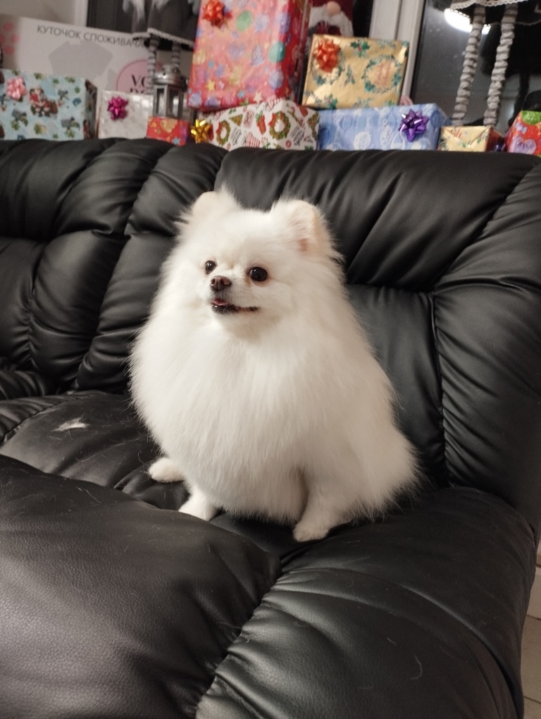 Білий довгошерстий шпіц сидить на чорному шкіряному дивані, спиною до всіх подарунків