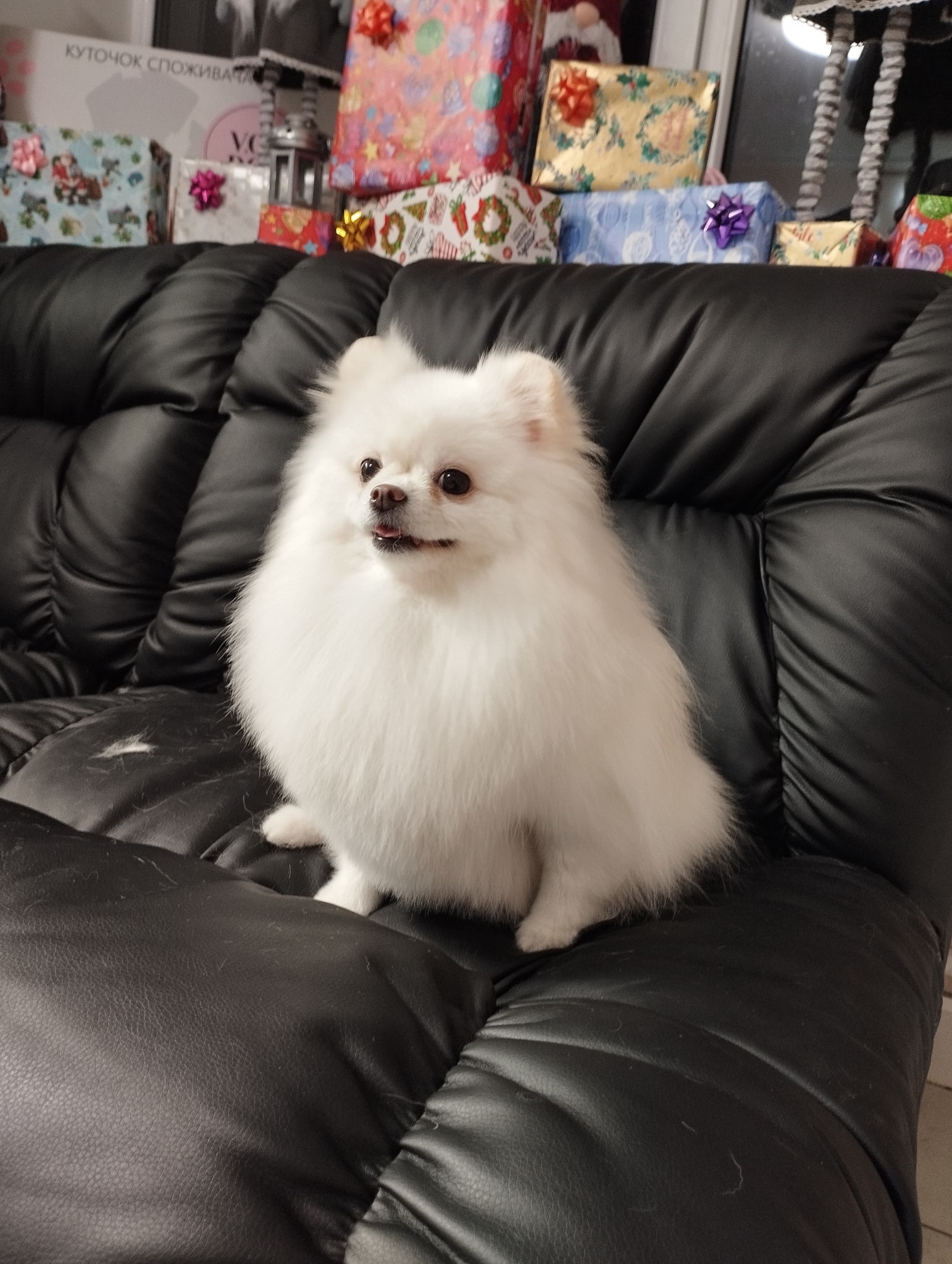 Білий довгошерстий шпіц сидить на чорному шкіряному дивані, спиною до всіх подарунків