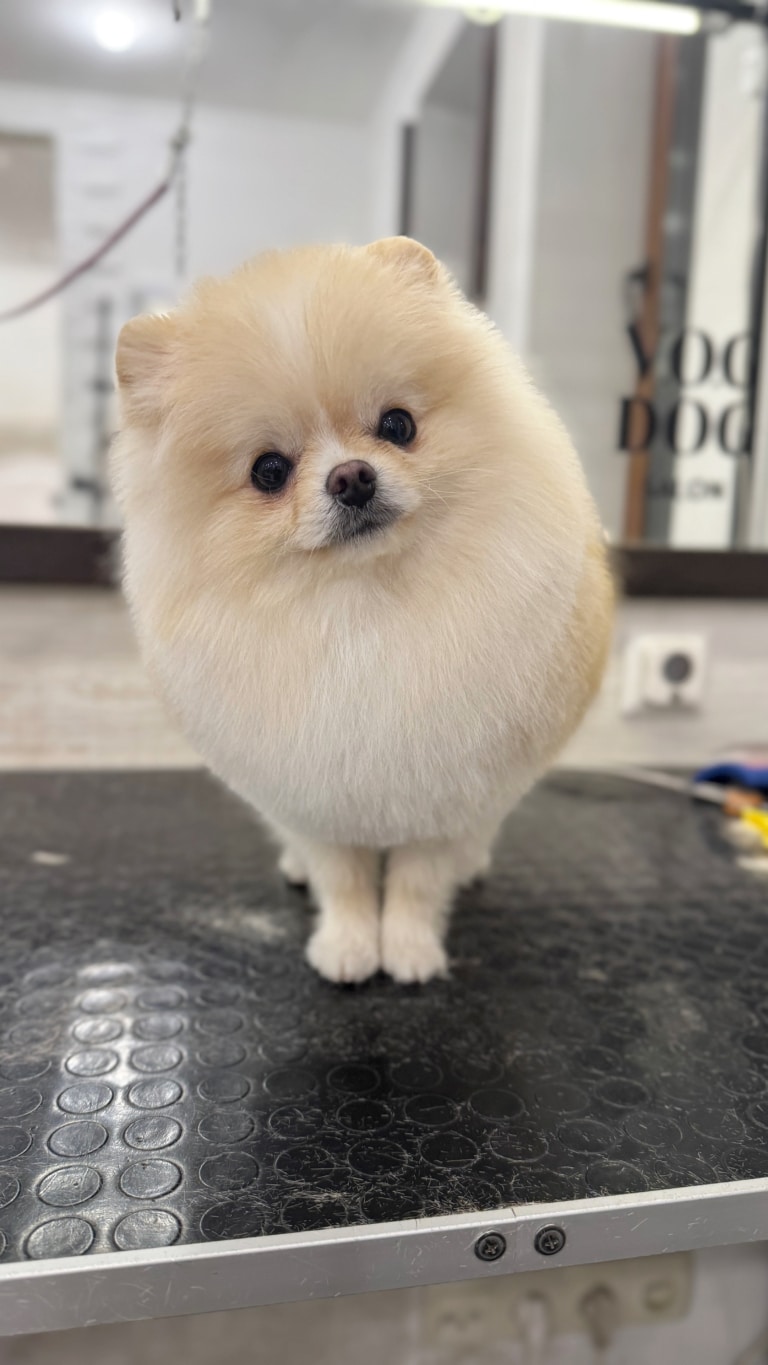 Кремовий шпіц з об'ємною шерстю на грудці має вузенькі лапки