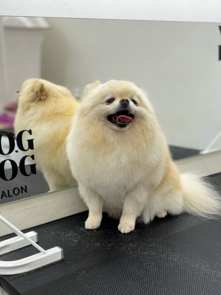 Кремовий шпіц притулився боком до дзеркала з логотипом грумінг-салону