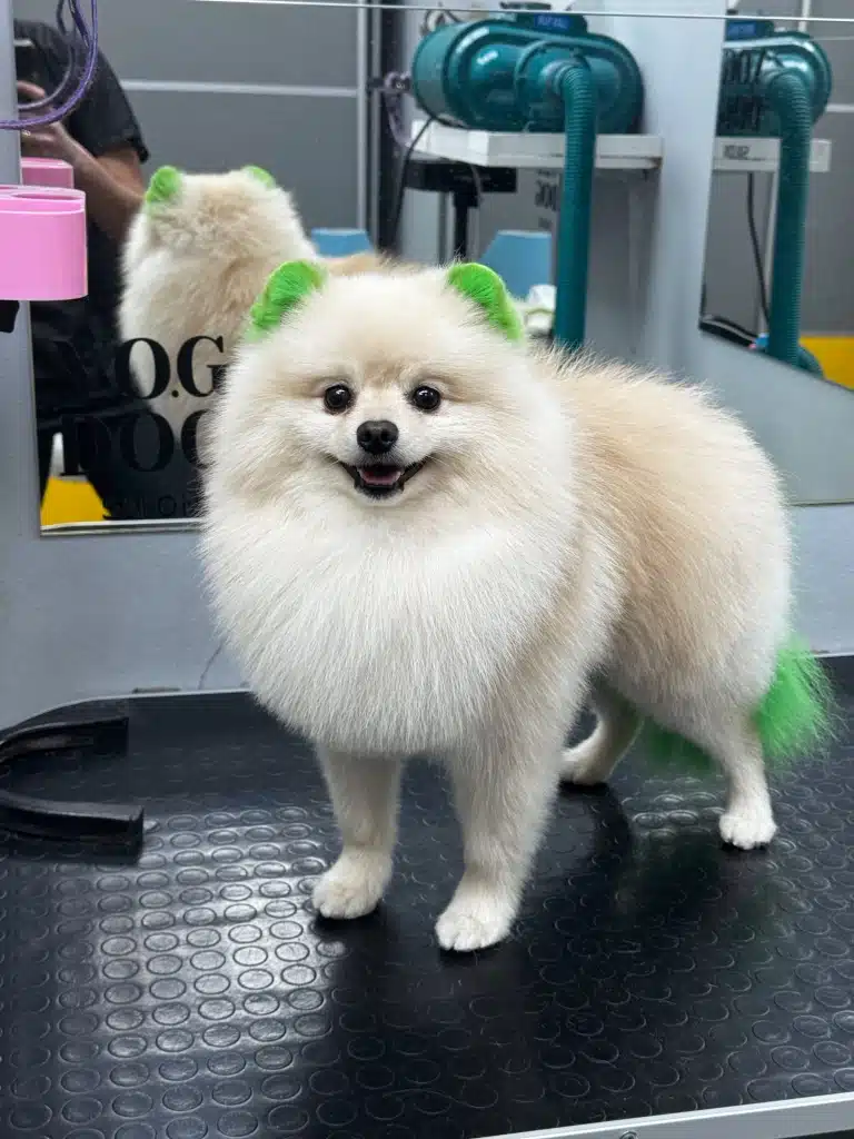 Грумер в чорній формі фотографує кремового шпіца з пофарбованими у зелений колір вушками та хвостом