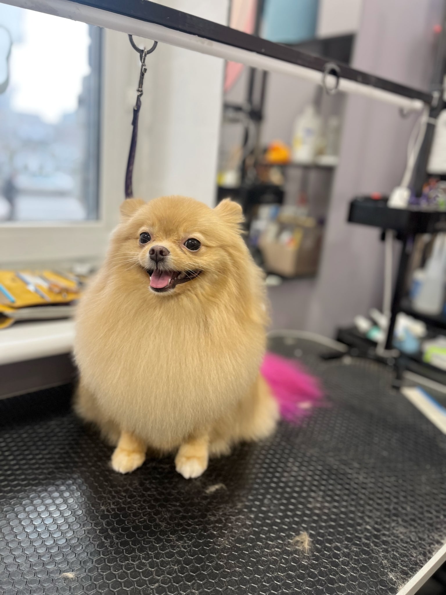 Рудий шпіц з пофарбованим у рожевий колір хвостом спокійно сидить на грумерському столі