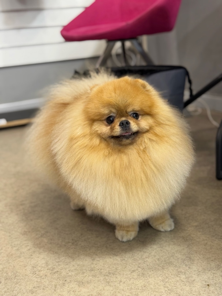 Рудий шпіц з об'ємною шерстю стоїть задом до рожевого стільця