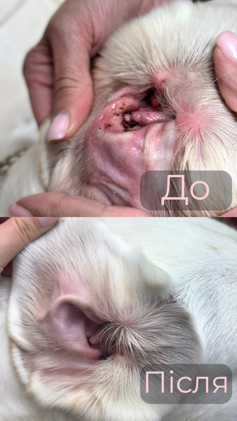 Після чистки вуха собаки воно вже не містить забруднень