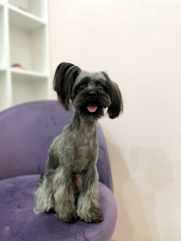 Сірий йоркіпу з довгою шерстю на вушках опустив одне до низу, а інше підняв