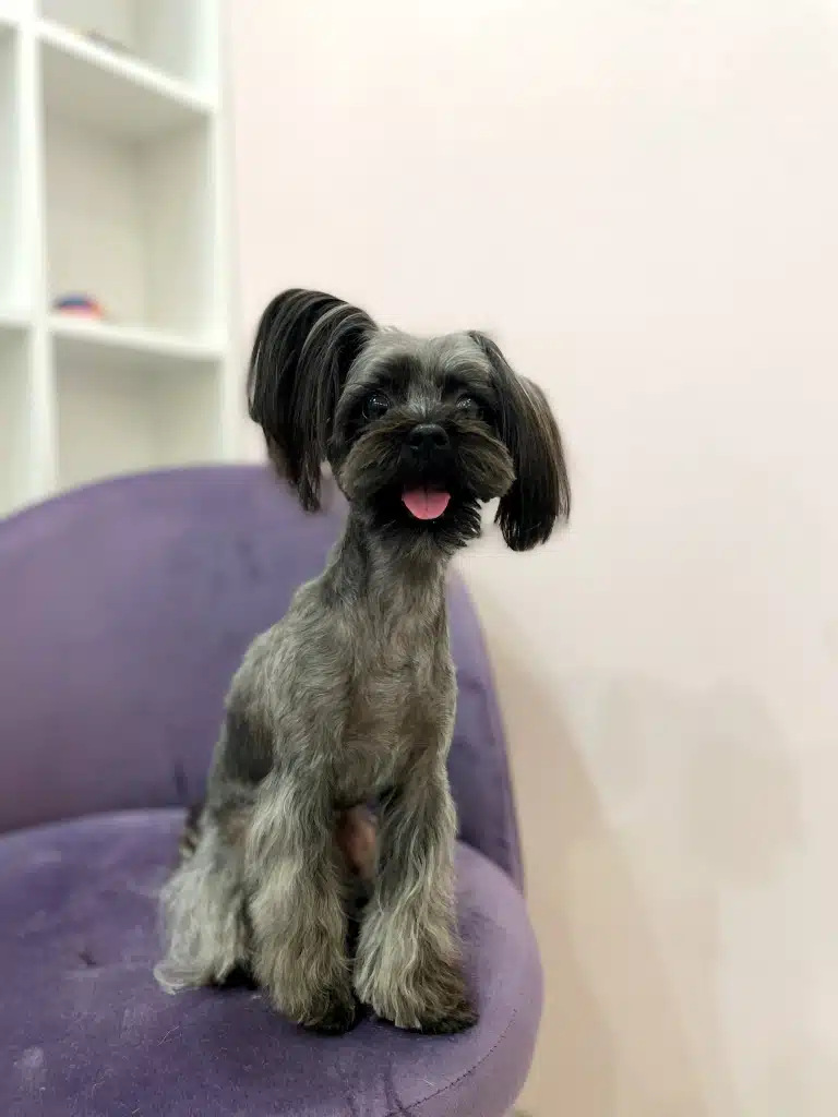 Сірий йоркіпу з довгою шерстю на вушках опустив одне до низу, а інше підняв