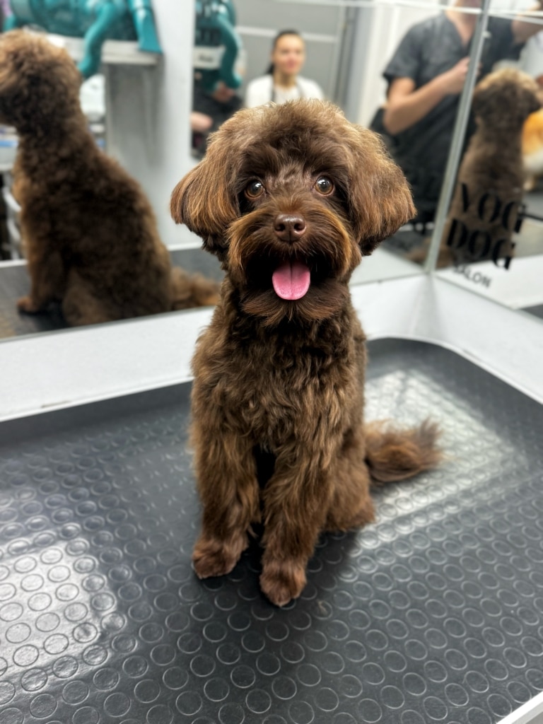 Коричневий йоркіпу з короткими вушками сидить перед грумером у чорній формі, якого видно у дзеркалі