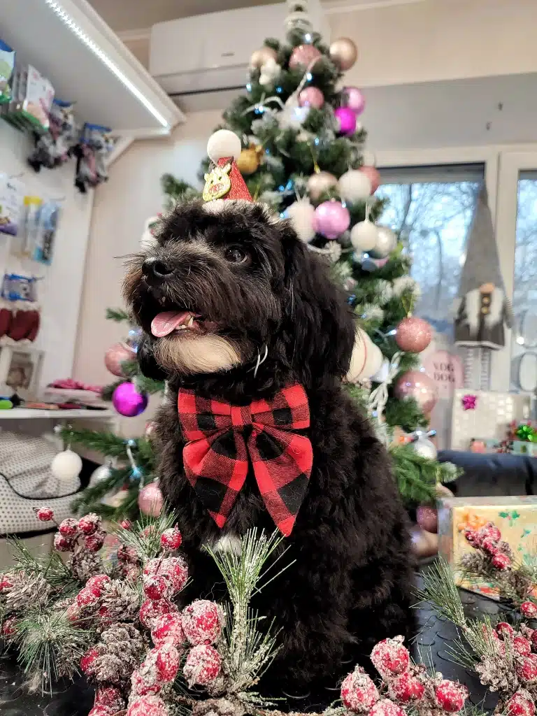 Йоркіпу з білою бородою сидить спиною до прикрашеної ялинки