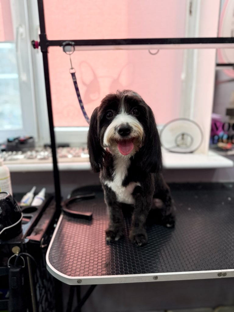 Чорний йоркіпу має білу шерсть під очима, яка спускається аж до животика