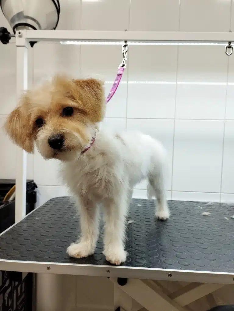 Білий йоркіпу з рудою головою з цікавістю за чимось спостерігає