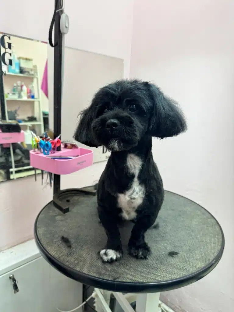 Чорний йоркіпу з короткою стрижкою має білу грудку з чорними плямками