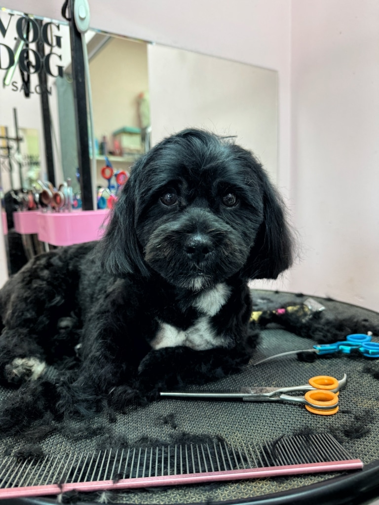 Чорний йоркіпу має невеликі білі ділянки шерсті на бороді та грудці, які краще видно після стрижки