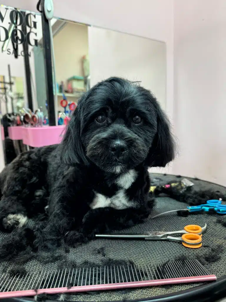 Чорний йоркіпу має невеликі білі ділянки шерсті на бороді та грудці, які краще видно після стрижки