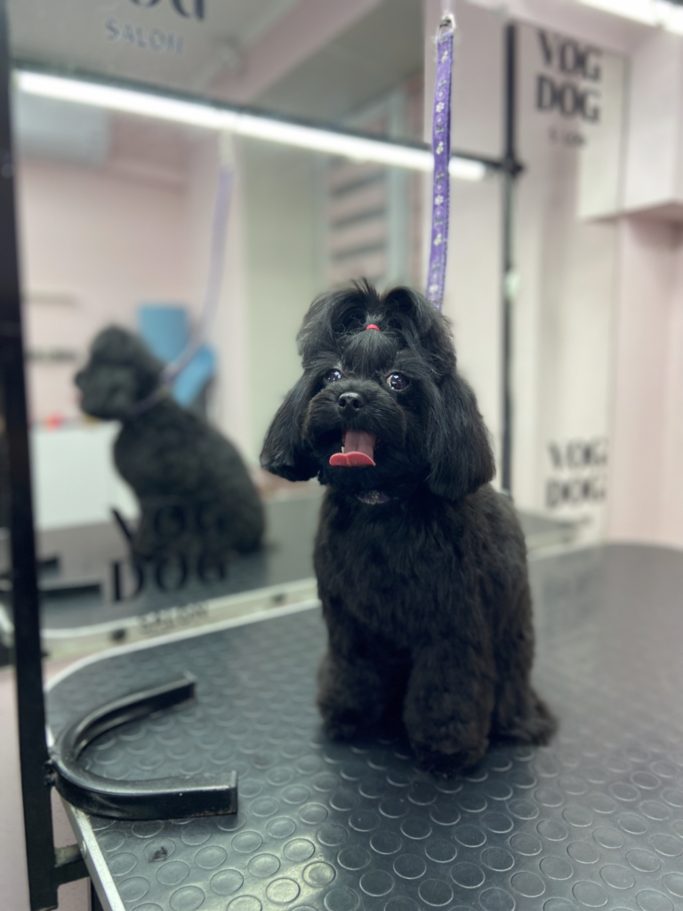 Чорний йоркіпу з топ кнотом сидить боком до великого дзеркала з чорним логотипом салону