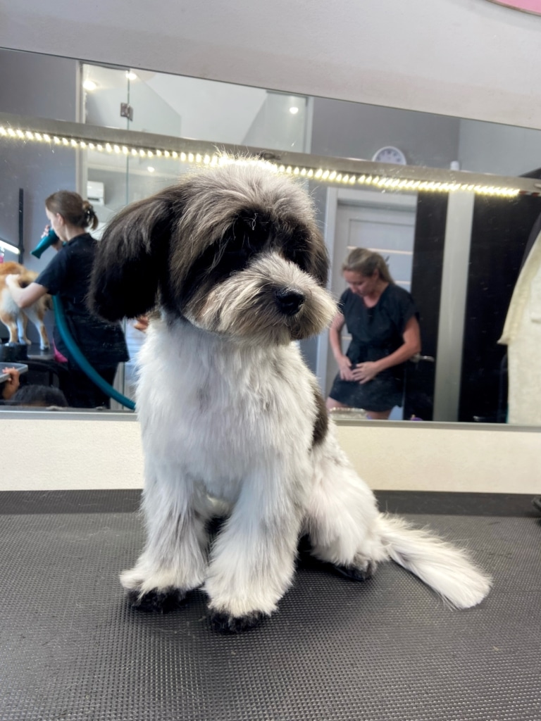 Йоркіпу сидить на столі та дивиться, як грумер сушить рудого пса