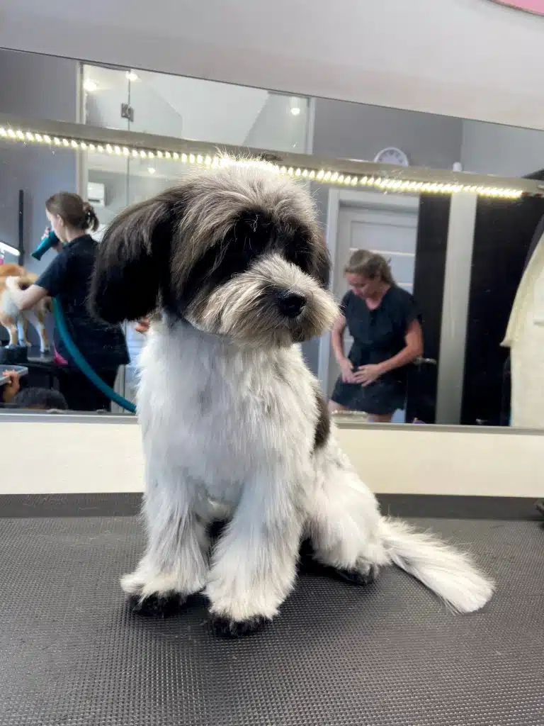 Йоркіпу сидить на столі та дивиться, як грумер сушить рудого пса