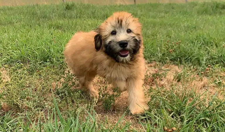 Пес з пухнастою шерстю біжить сухою ділянкою трави