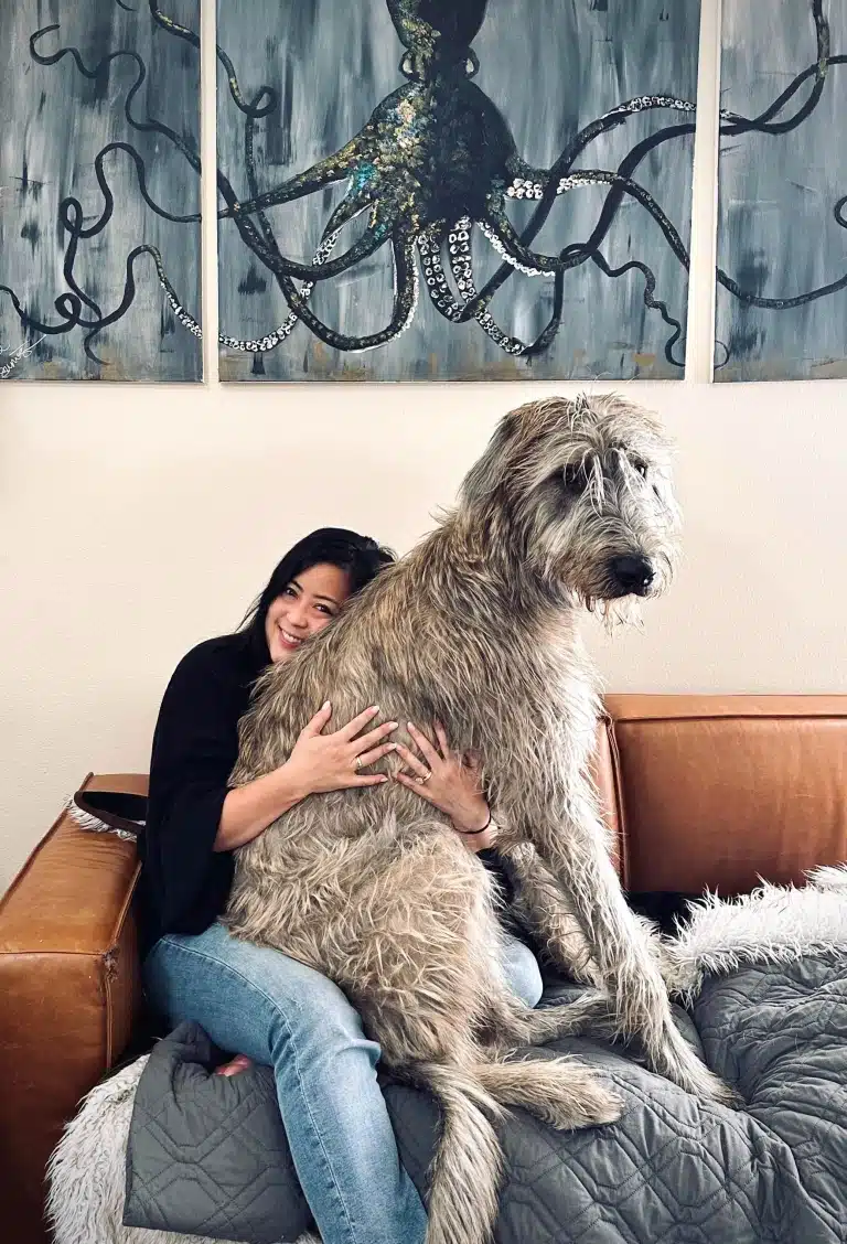 Ірландський вовкодав сів на дівчину в джинсах, яка радісно його обіймає