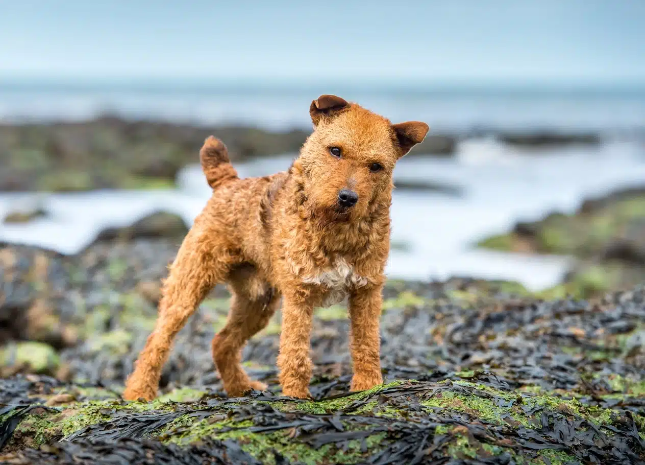 Рудий пес стоїть на чорному каміні з водоростями біля водойми