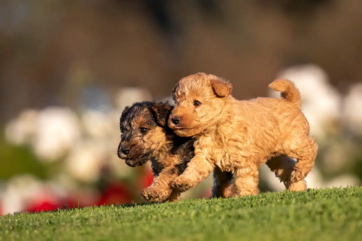 Цуценята лейкленд-тер'єра біжать по траві у сонячний день
