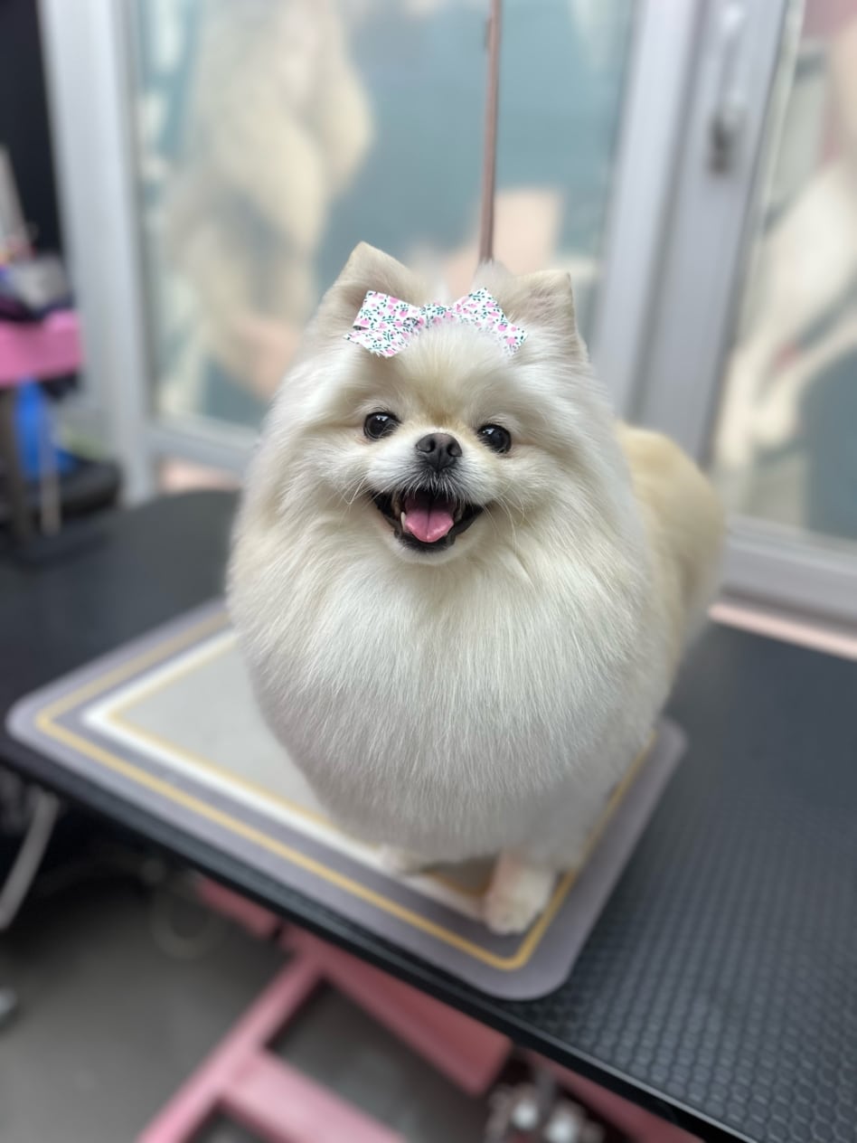 На голові білого шпіца з трикутними вушками білий бантик з зелено-рожевим принтом