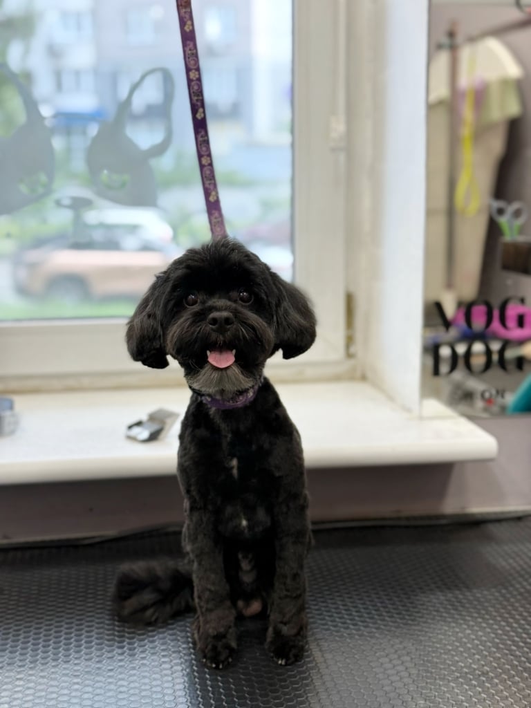 Чорний йоркіпу має трохи сірувату шерсть на бороді, яку грумер акуратно підстриг