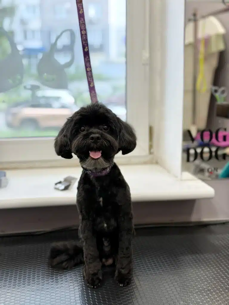 Чорний йоркіпу має трохи сірувату шерсть на бороді, яку грумер акуратно підстриг