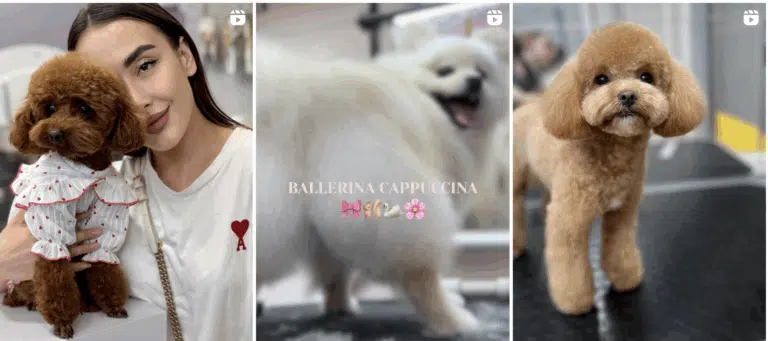 Колаж з трьох відео, присвячених різноманітним породам собак