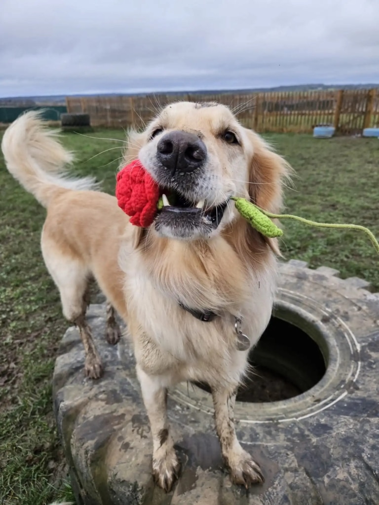 Золотистий ретривер приніс у зубах в'язану троянду, не зважаючи на перешкоди