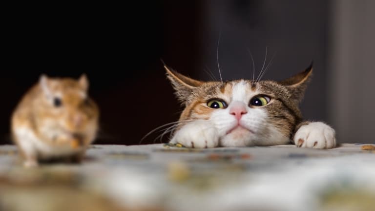 Короткошерстий кіт з жовтими очима вчепився у стіл та спостерігає за трапезою ховраха