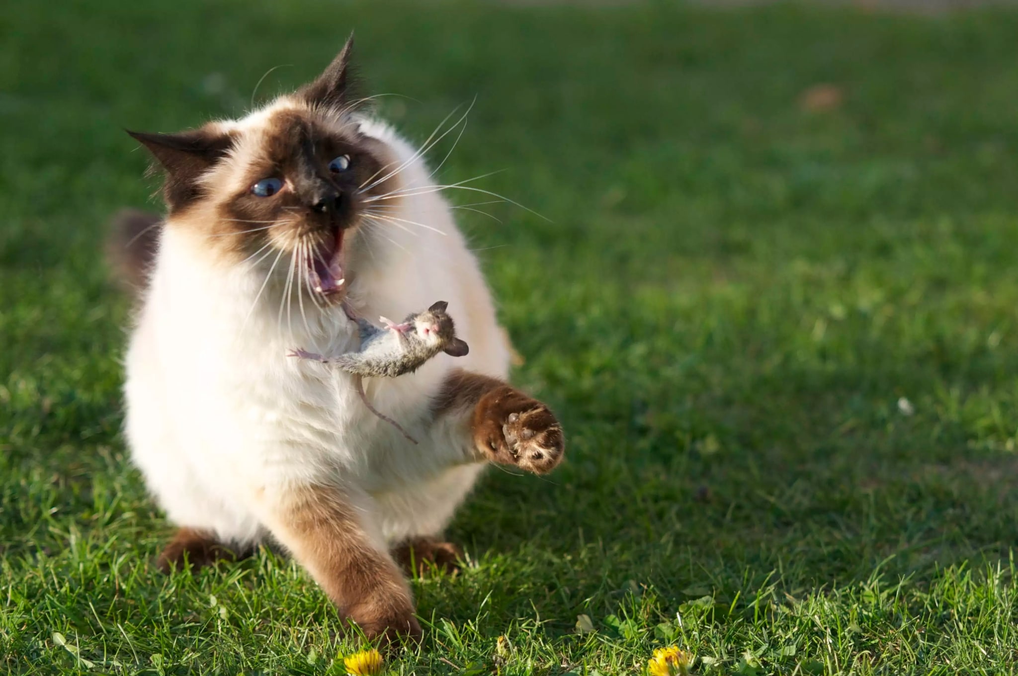 A closer look at Why Cats Bring Dead Mice Indoors