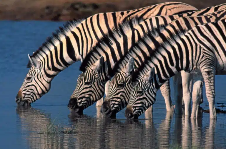 Чотири зебри зайшли у водойму та спрагло п'ють