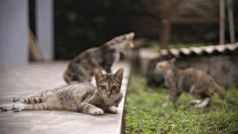 В той час як один котик лежить на доріжці, інші два на задньому фоні вирішують конфлікт