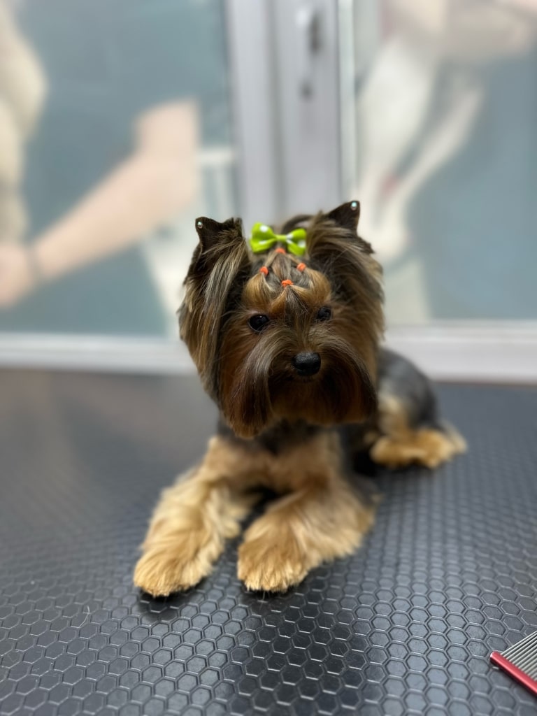 Йорк зі складною зачіскою сидить на столі та дивиться на червоний гребінець