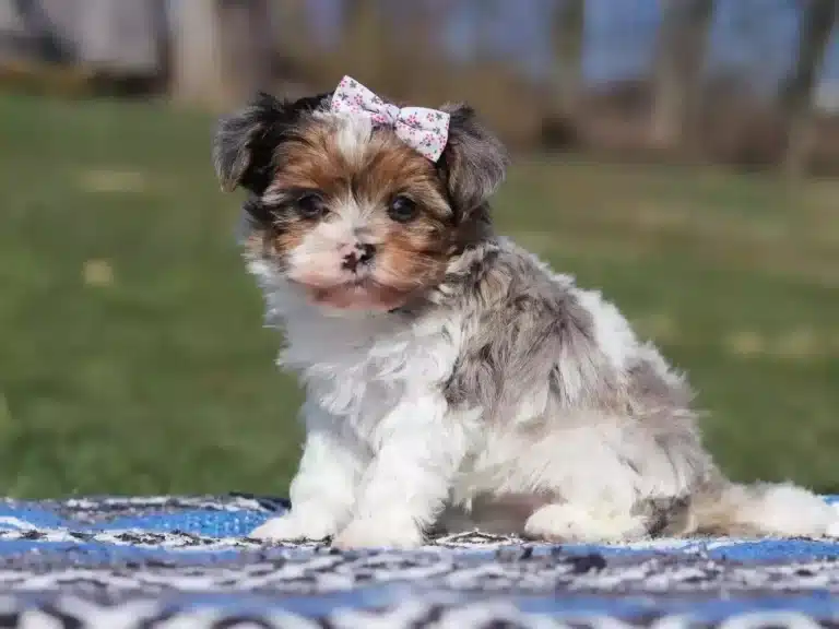 Цуценя йоркіпу з бантиком на голові має чорно-рожевий ніс, який робить його унікальним