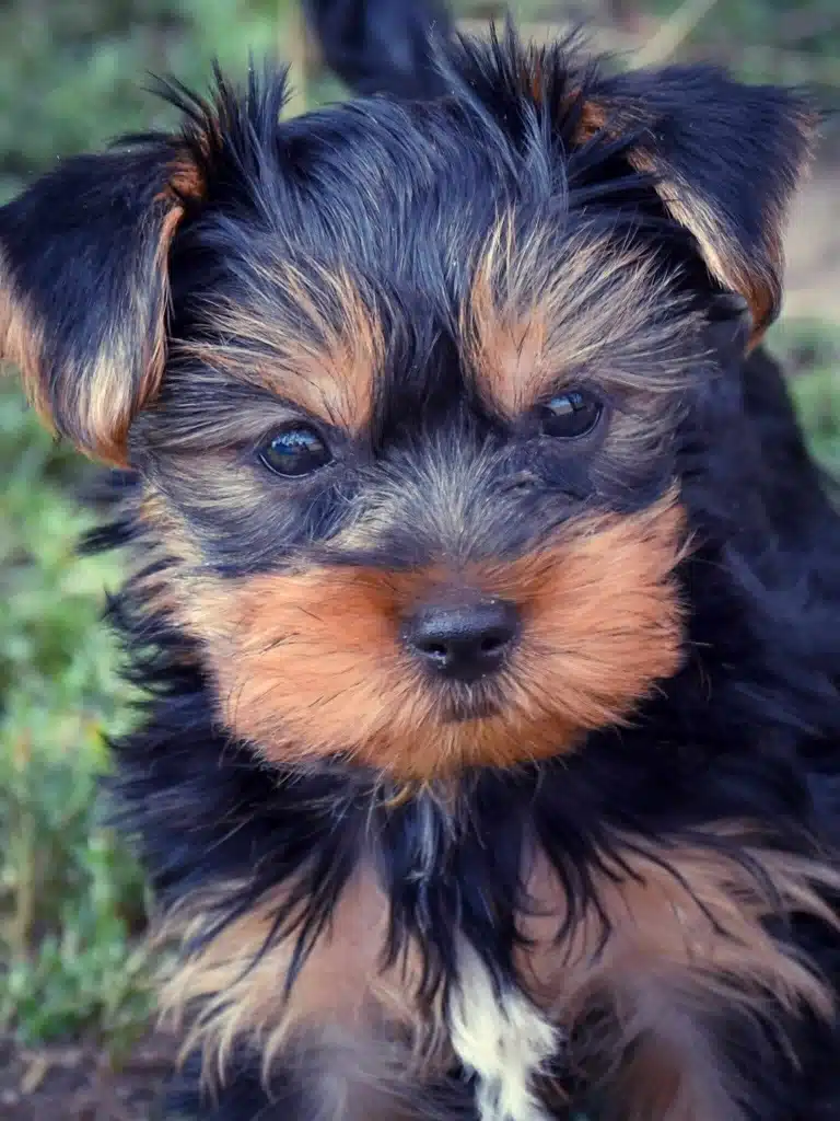 Цуценя йоркіпу має над очима руду шерсть та навколо носа