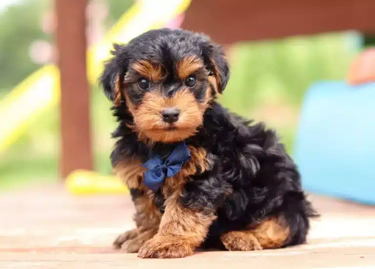 Цуценя йоркіпу з синім метеликом на шиї сидить на дерев'яній лавці