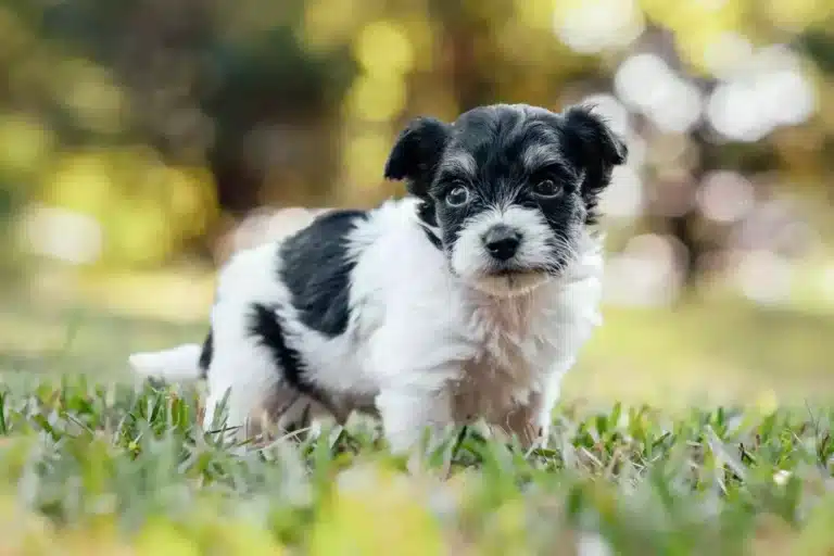 Цуценя чорно-білого йоркіпу стоїть серед підстриженого газону на вулиці